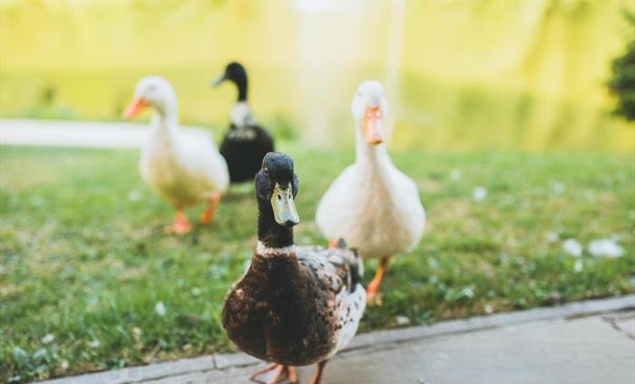Ducks